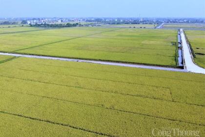 Xuất khẩu gạo chịu sức ép trong ngắn hạn