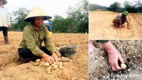 Anh Sơn xây dựng mô hình trồng khoai tây Đức