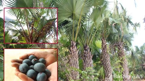 Nông dân miền núi Nghệ An kiếm hàng chục triệu đồng từ cây đặc sản