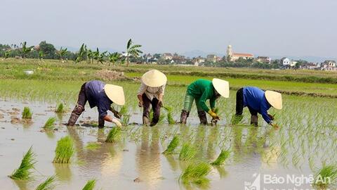 Có biện pháp chấm dứt tình trạng gieo cấy sớm trong vụ xuân 2020