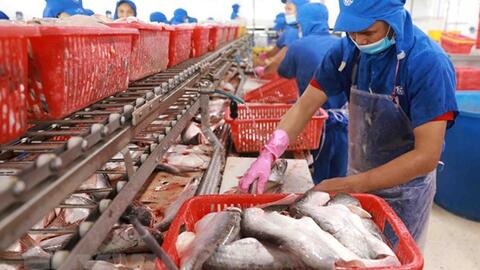 Giao thương khởi sắc, xuất khẩu cá tra của Việt Nam từng bước phục hồi