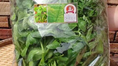 Rau rừng nảy mầm trên đất nhiễm phèn