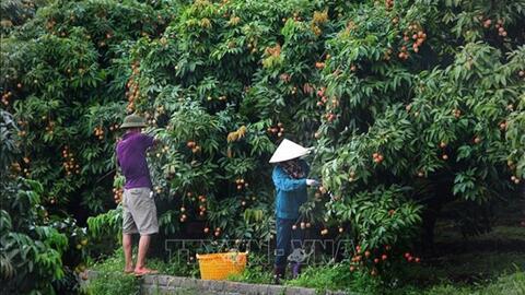 Để những trái ngọt đi tới muôn nơi