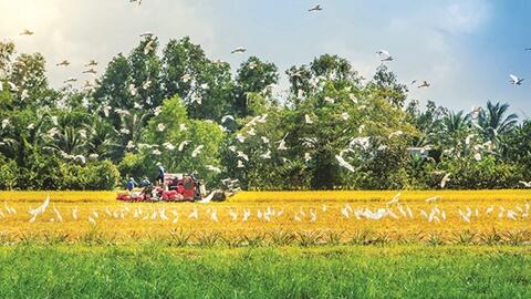 Hậu Giang phát triển kinh tế xanh