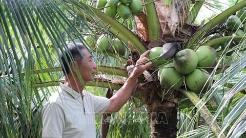 Xây dựng, phát triển bền vững các thương hiệu đặc sản Đồng bằng sông Cửu Long