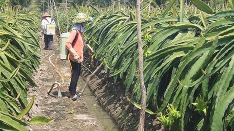 Tiền Giang phát triển, mở rộng vườn cây ăn quả đặc sản ven biển