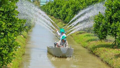 Quả ngọt từ chuyển đất lúa kém hiệu quả sang trồng cây ăn trái ở Cần Thơ
