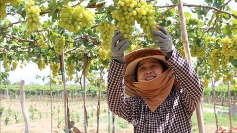 “Tuần lễ Nông sản Việt” sẽ diễn ra hàng tuần trên sàn thương mại điện tử
