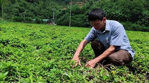 Tăng hiệu quả kinh tế cho cây thạch đen Cao Bằng