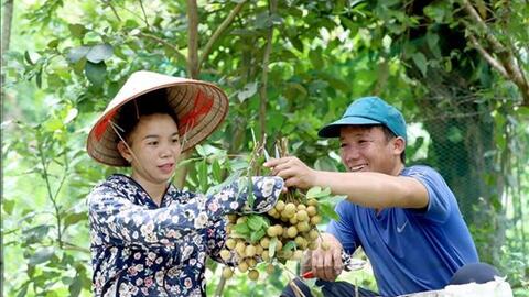 Nhãn Sông Mã - Sơn La vươn ra thị trường quốc tế