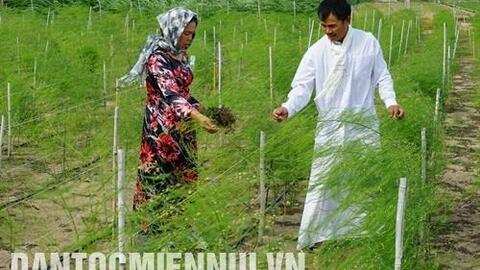 Măng tây Ninh Thuận có sức hút từ thị trường tiêu thụ