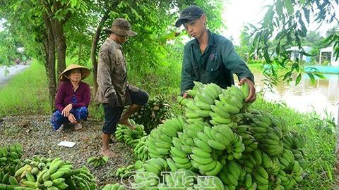Cà Mau tăng giá trị cho sản phẩm chuối