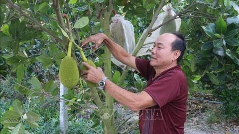 Giá mít Thái tăng gấp đôi giúp nông dân thêm thu nhập