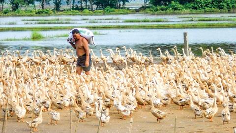 Hướng phát triển mới cho hộ chăn nuôi vịt ở Vĩnh Long