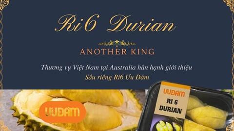45 tấn sầu riêng Ri6 đi Úc, hàng chưa cập cảng đã bán hết veo