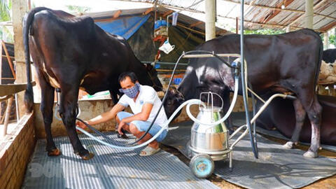 Bến Tre: Nông dân Mỹ Hưng nuôi bò sữa có hiệu quả
