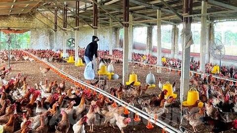 HTX Chăn nuôi gà thương phẩm xã Tân Việt có 24.000 con gà thịt quá lứa nhưng chưa thể tiêu thụ