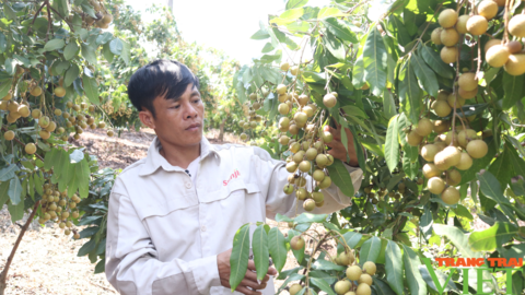 Làm đống nghề, một nông dân ở Sơn La thu tiền tỷ