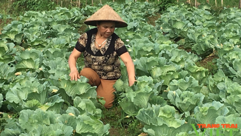 Bước tiến mới trong sản xuất nông nghiệp ở huyện vùng cao Vân Hồ