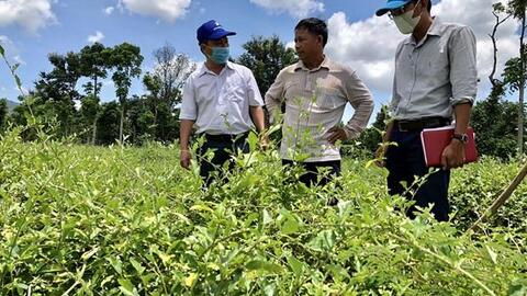 Gia Lai hướng tới phát triển và xây dựng vùng dược liệu