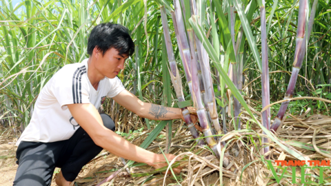 Sơn La: Một nông dân thu 200 triệu mỗi năm nhờ trồng mía