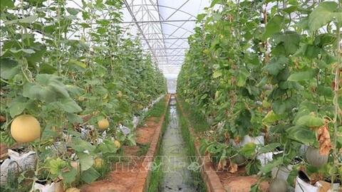 Trồng dưa lưới trong nhà màng: Hiệu quả cao nhưng khó mở rộng diện tích