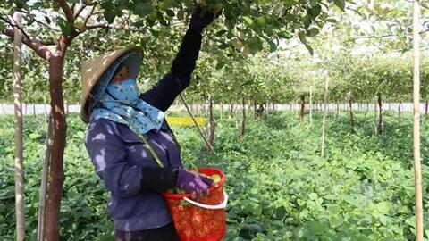 Tăng năng suất, chất lượng cho sản phẩm táo Ninh Thuận