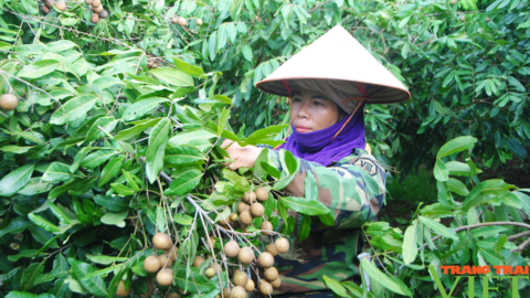 Nông dân Cò Nòi thi đua sản xuất, kinh doanh giỏi