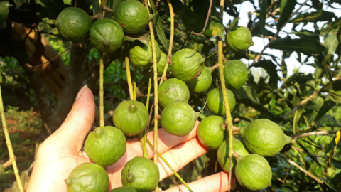 Tam Đường phát triển sản xuất nông nghiệp hàng hóa