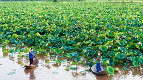 Chán lúa, cá, vịt,... nông dân Phú Xuyên trồng loài hoa gì mà vừa đẹp lại vừa cho hiệu quả kinh tế cao?