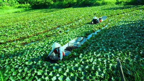 Thanh Hóa: Kiếm vài chục triệu đồng mỗi vụ nhờ thứ củ kỳ lạ, nhìn xa có hình thù giống... đầu trâu