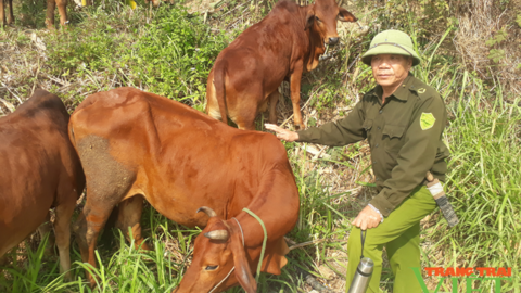 Nậm Nhùn phát triển chăn nuôi đại gia súc theo hướng bền vững