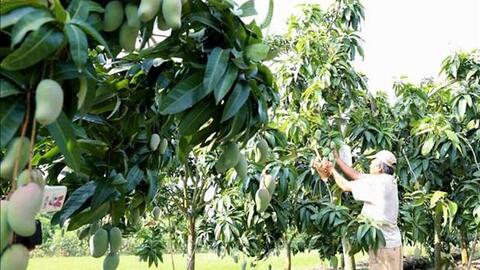 An Giang sẽ chuyển trên 34.000 ha đất lúa kém hiệu quả sang rau, màu và cây ăn trái