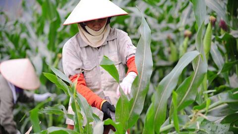 Kỳ vọng ngô sinh khối trong vụ đông 2021