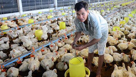 Bình Dương: Giá gà trắng tăng, đạt mức 18.000 đồng/kg