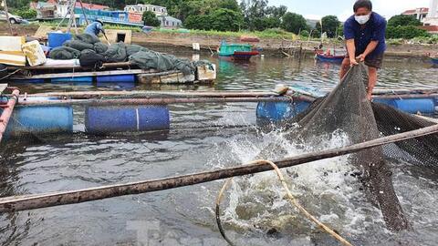 Hàng trăm tấn cá nuôi lồng bè tại Cửa Lò không có người thu mua vì dịch
