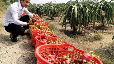 Long An "trải thảm đỏ" để nông dân đưa nông sản lên sàn