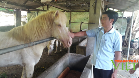 Nông dân Tây Bắc: Nông dân Lai Châu kiếm bộn tiền nhờ nuôi ngựa bạch