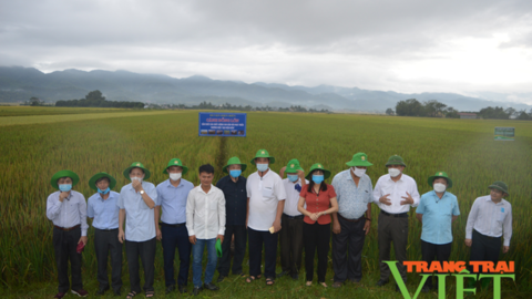 Nông thôn Tây Bắc: Hội thảo thúc đẩy phát triển sản xuất - tiêu thụ gạo chất lượng cao ở Điện Biên