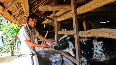 Phú Yên: Người chăn nuôi e dè vào vụ tết