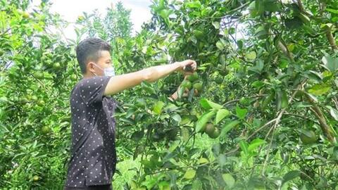 Thừa Thiên – Huế phát triển bền vững vùng trồng cam Nam Đông