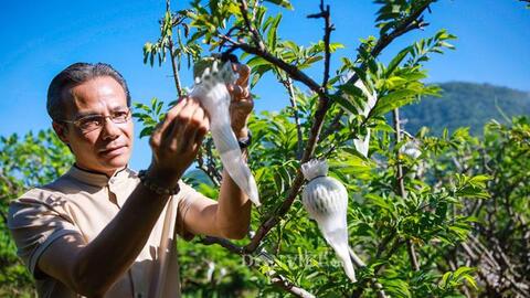 Tây Ninh: Mãng cầu lao đao vì dịch, thà bán lỗ còn hơn để rụng