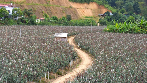 Nông dân Tây Bắc: Người trồng hoa vui vì giá  hoa tăng đột biến