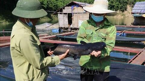 Người nuôi thủy sản Lai Châu gặp khó đầu ra