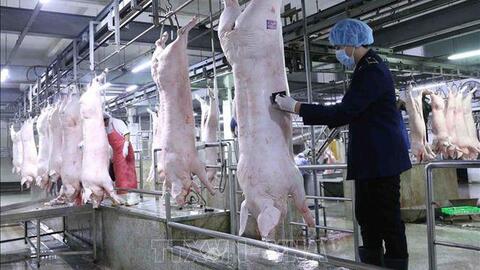 Giá lợn hơi tiếp tục giảm, có nơi dưới 40.000 đồng/kg