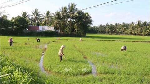 Trà Vinh hỗ trợ nông dân xã đảo tăng giá trị lúa hữu cơ