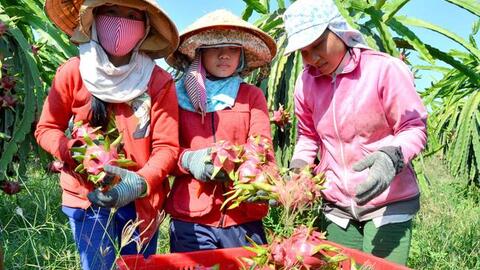 Sau vải thiều, Việt Nam có thêm 1 loại trái cây được cấp “giấy thông hành” vào Nhật Bản