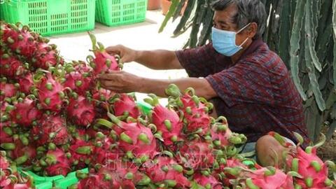 Bình Thuận quản lý mã số vùng trồng thanh long