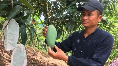 Trồng xoài “4 đúng”, tăng sản lượng tăng doanh thu