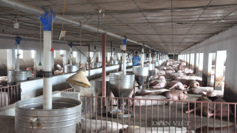 Tăng tốc khôi phục sản xuất nông nghiệp sau dịch: Lo kích giá lợn hơi cứu người chăn nuôi